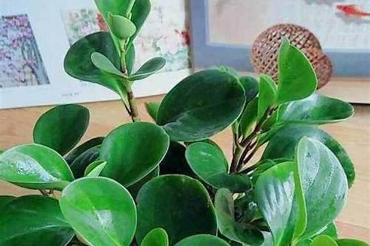 冬天可以给花施肥吗