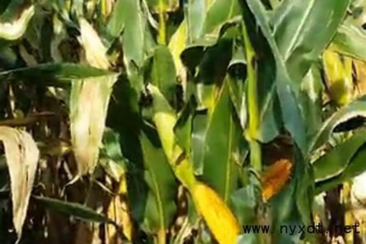 橙子树叶黄掉叶是缺少那种元素？该施什么肥料？