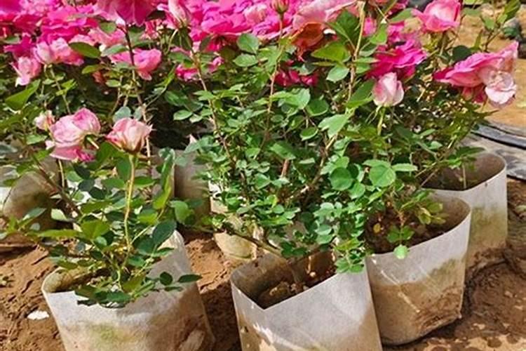 山茶花怎么施矾肥水