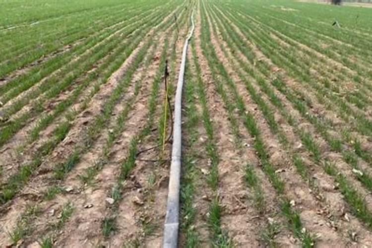 三角梅施肥攻略,三角梅花期施肥方法经验分享