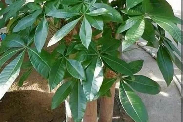 植物叶子油亮用什么肥(叶子油光发亮)