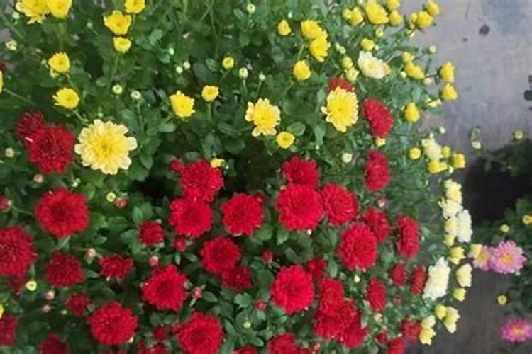 荷兰菊花是什么样子？