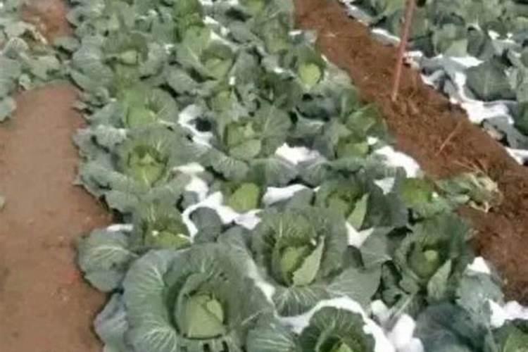 甘蓝打什么叶面肥