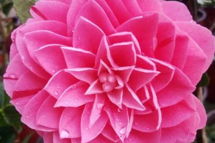 大棚阴天下雨可以打叶面肥吗？