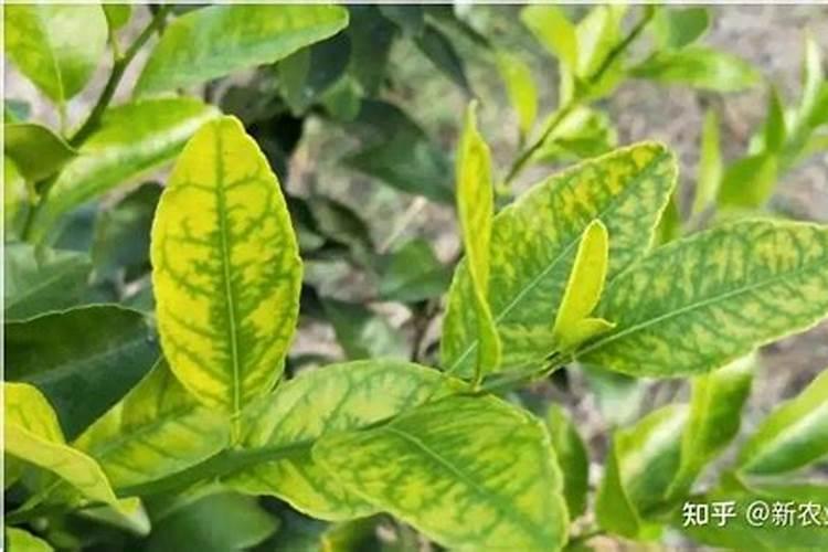 柑橘苗叶面肥施药方法