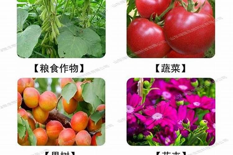 无花果树施什么肥合适