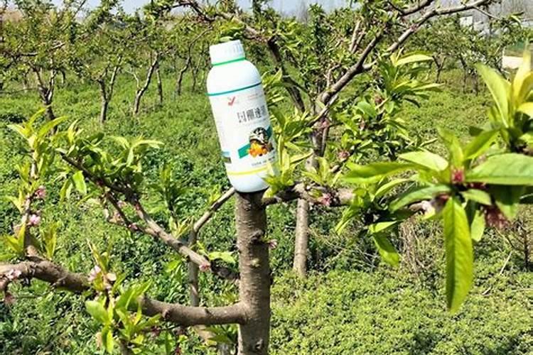 矿源黄腐酸钾能用在茶树上吗？