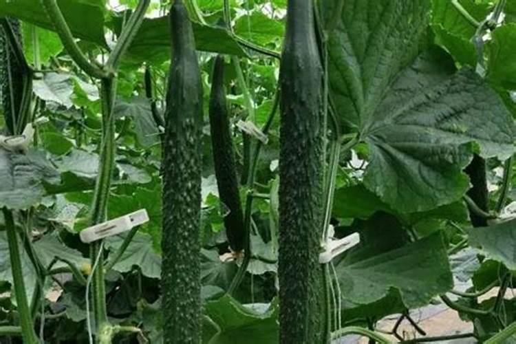 黄瓜膨果期用什么叶面肥效果好？黄瓜座果期需要用哪种肥料？