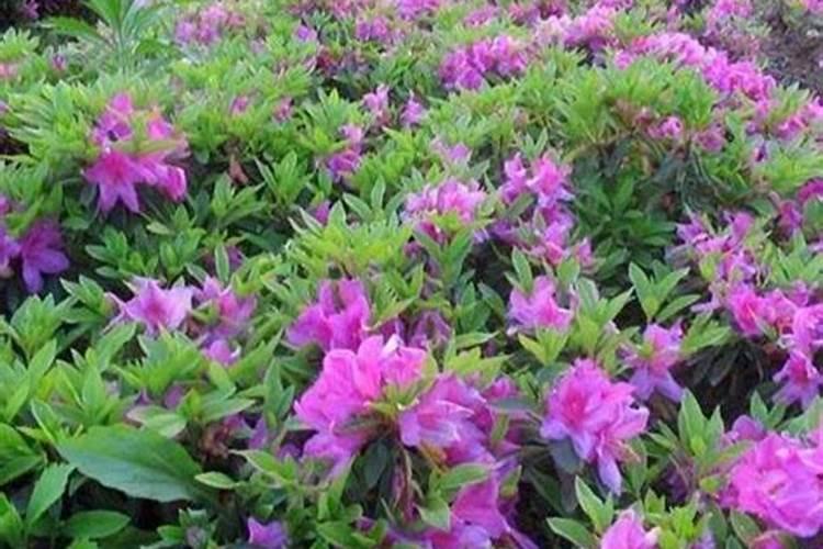 最补钙的10种蔬菜