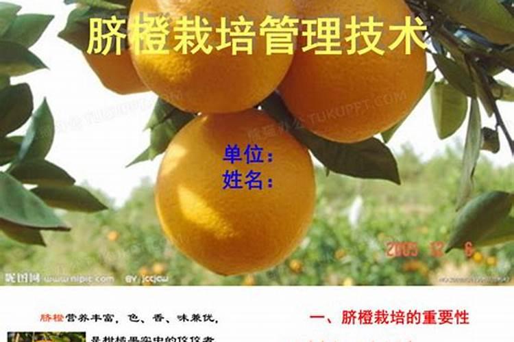 打脐橙叶面肥用什么好？