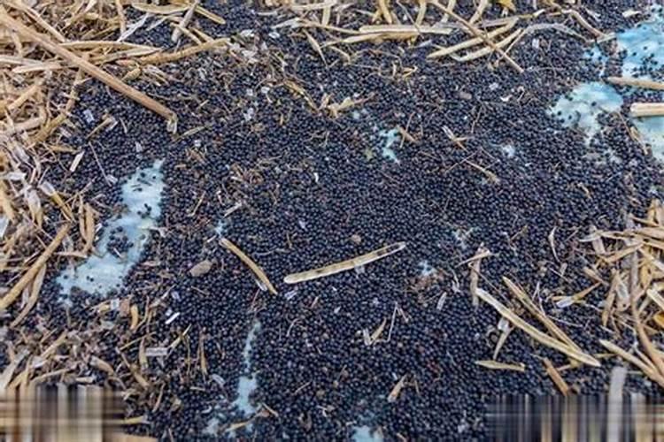 小白兔狸藻怎么养