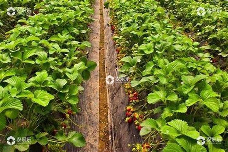 磷肥一亩地施多少