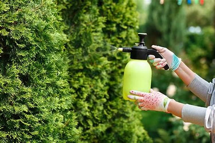 拉拉秧水怎么保存？