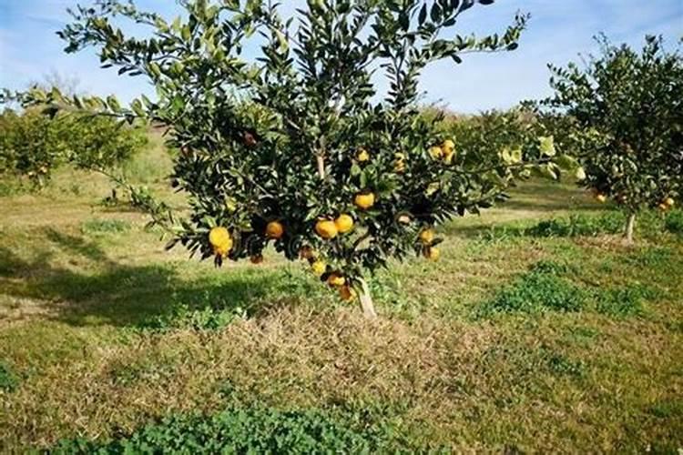 含氯氮肥在果树上用量多少适易