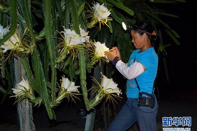 火龙果施什么肥最好 火龙果的施肥要点