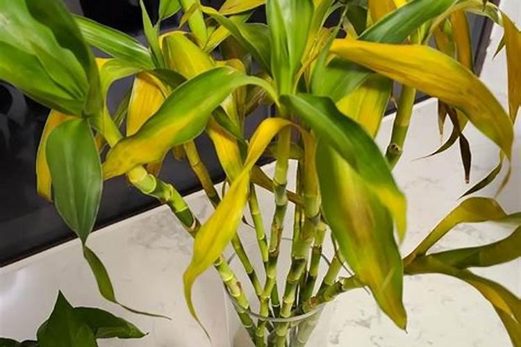 水稻施钾肥正确方法