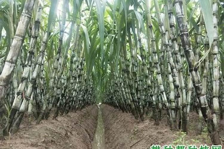 植物缺镁用什么肥料