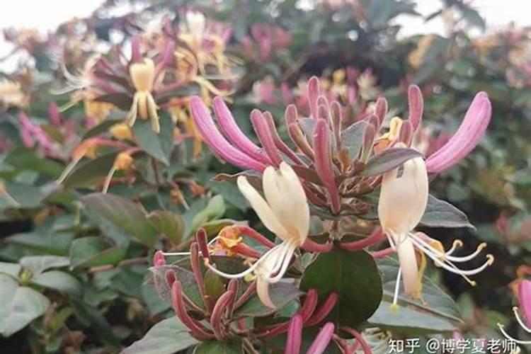 自制水溶肥配方比例