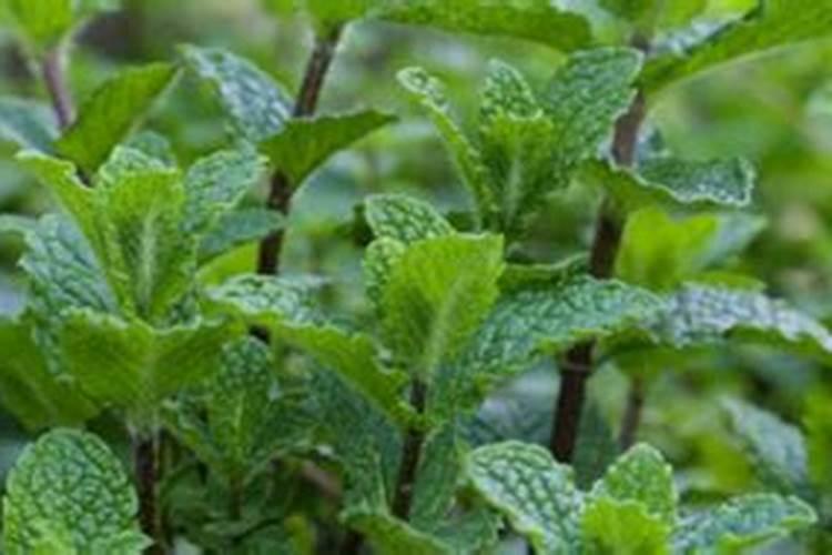 农用复合肥能做花肥吗