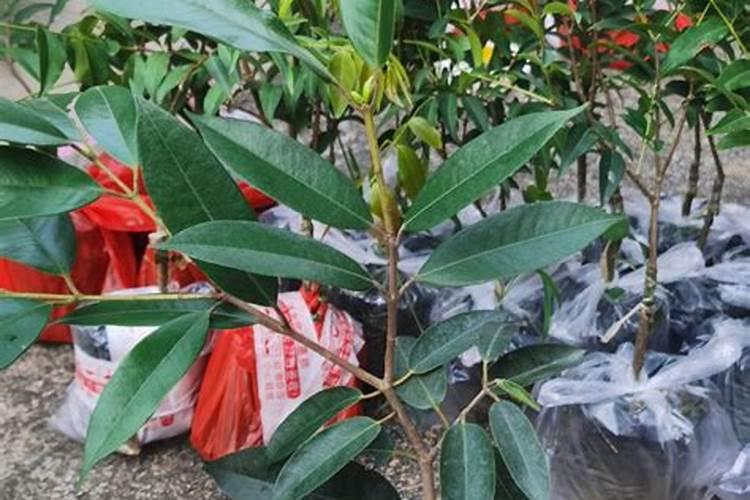 乌龙茶栽培技术