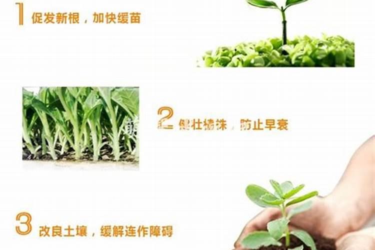 种菜一般菜叶喷什么莱才长得好