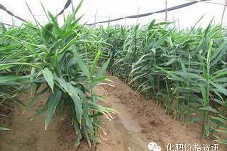 大姜 种植方案谁有能给我一份吗