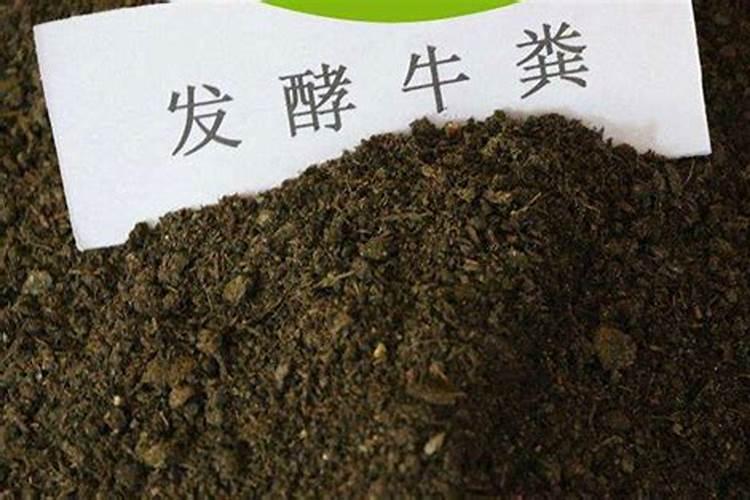 牡丹吊兰施什么肥好