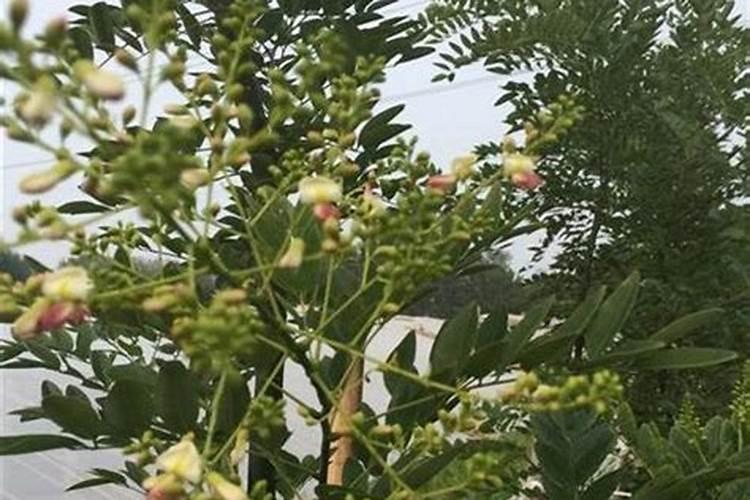 新移栽的大槐树怎样过冬成活率更高