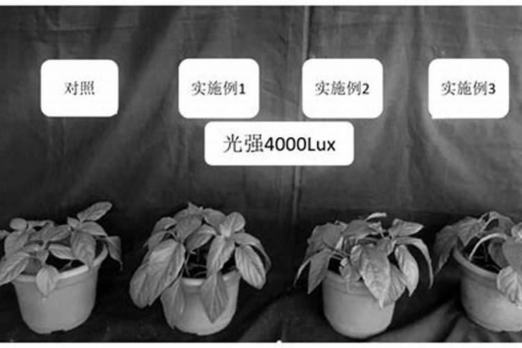 小麦防冻专用叶面肥 小麦防冻措施