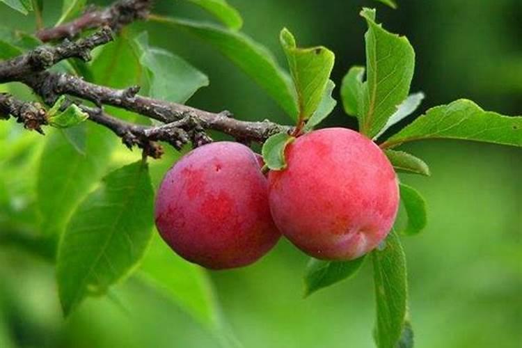 矿源黄腐酸钾最佳使用方法