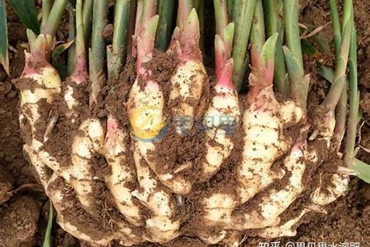 生姜用什么肥料好