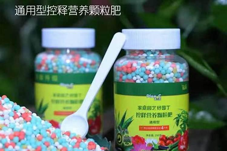 盆栽月季如何施肥