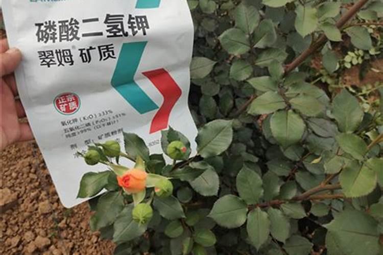 桃树每年施多少肥