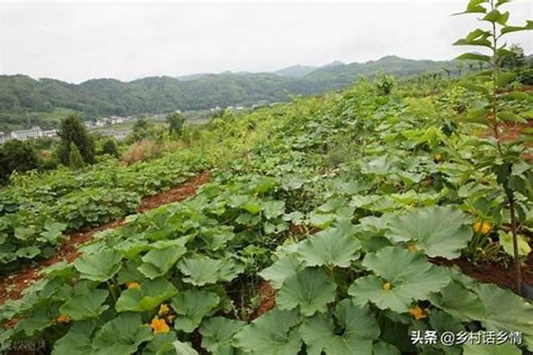 自制发酵苹果醋的方法