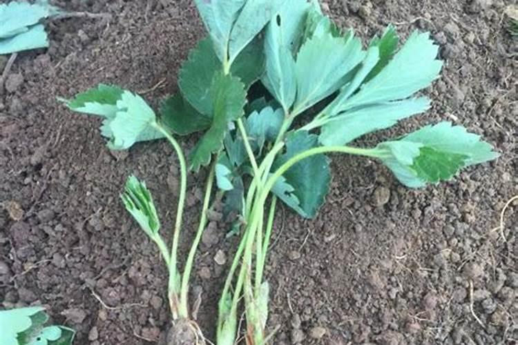 植物肥料知识大全、化肥分为哪四类