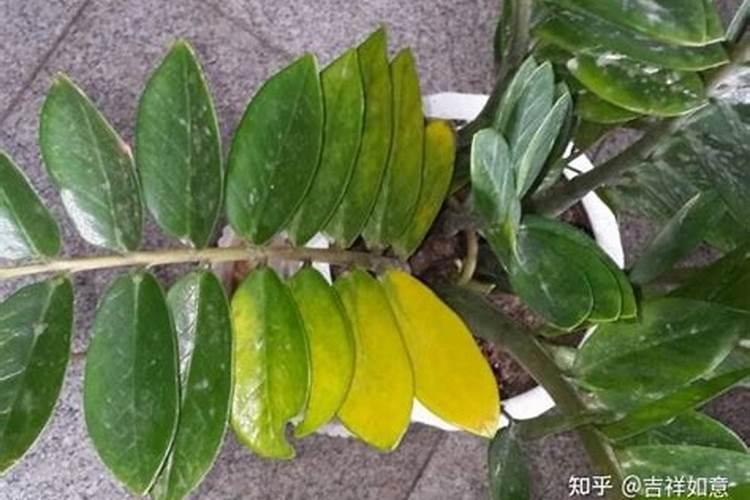 三天绿油油？内行告诉你,这种速效肥料千万别用!