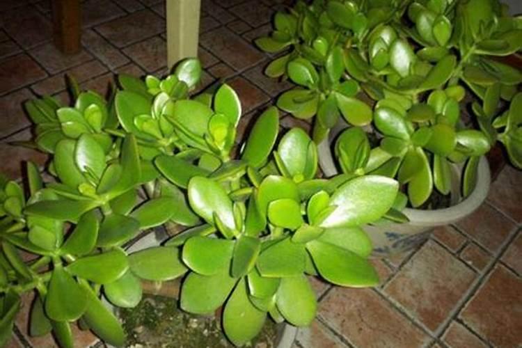 玉树烂根怎样快速生根