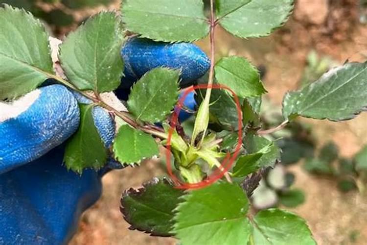 磷肥的作用及功能