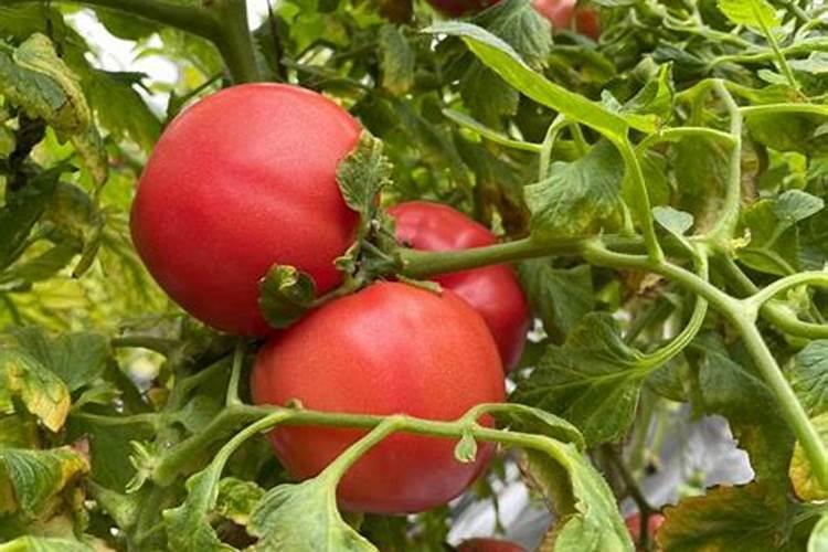 磷酸二氢钙对人体有害吗