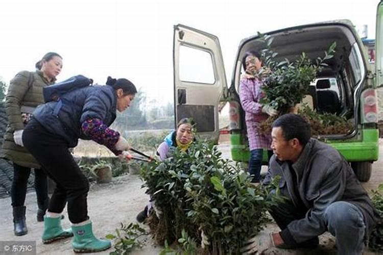 茄子不爱结果使用什么肥料