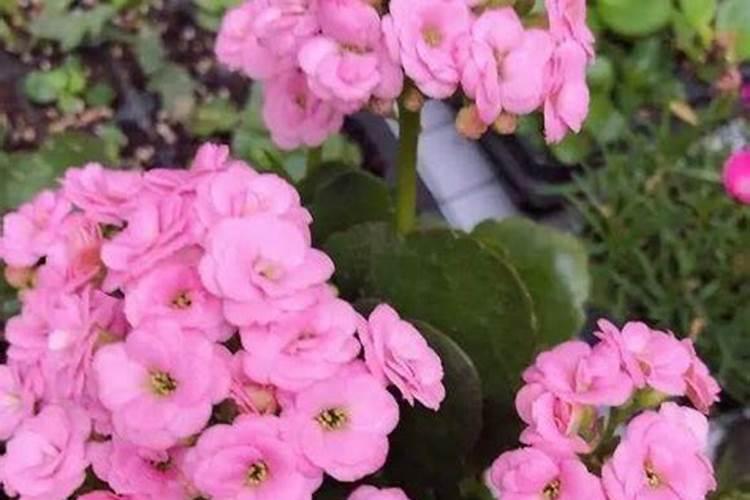 安基酸水溶肥十芸苔素十磷酸二氢钾可以一起灌根用吗？芸苔素十复合肥十...