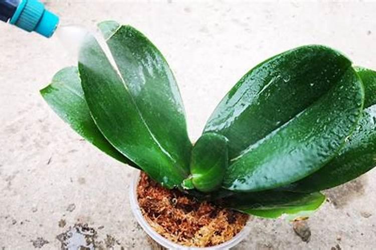 种大白菜用什么样的肥料好？为什么？