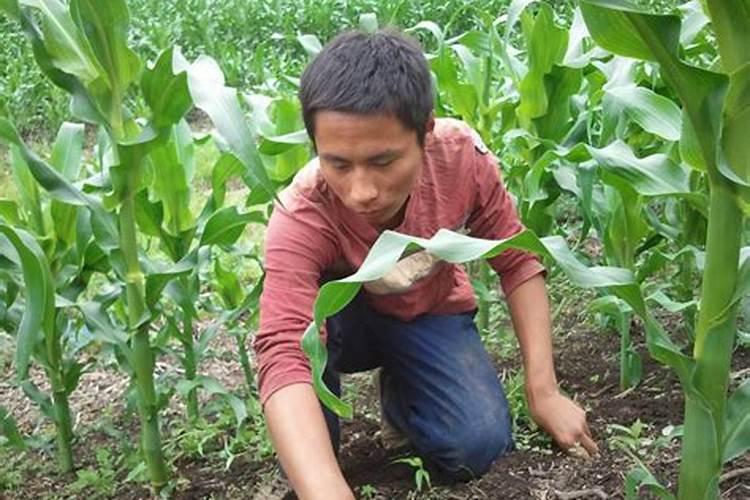 掺混肥料十大品牌