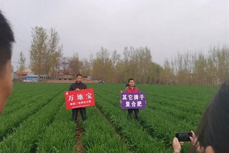 玉米后期追什么肥料好