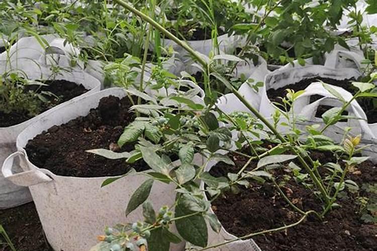 朝天椒需要什么肥料