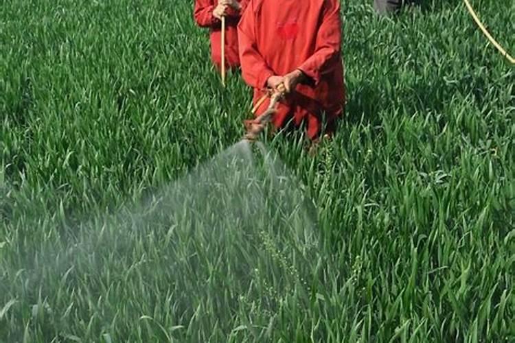 防治红蜘蛛,农药方面怎么应对呢？