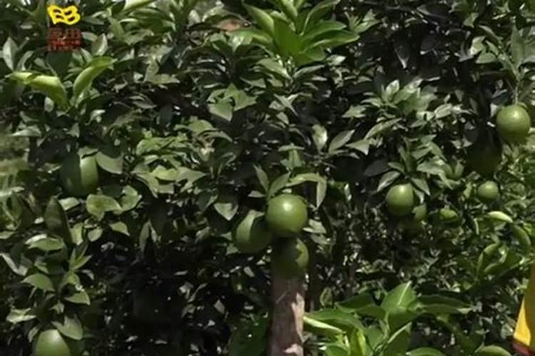 水稻硅肥正确使用方法 什么时候使用效果好