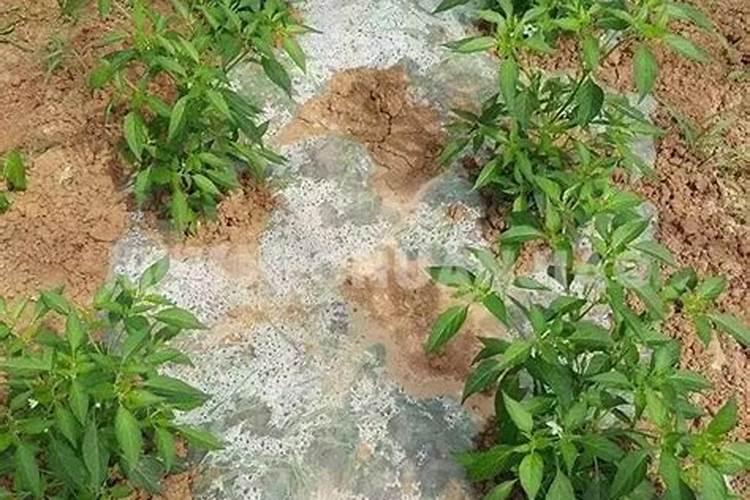 硫基化肥 氯基化肥 哪个好