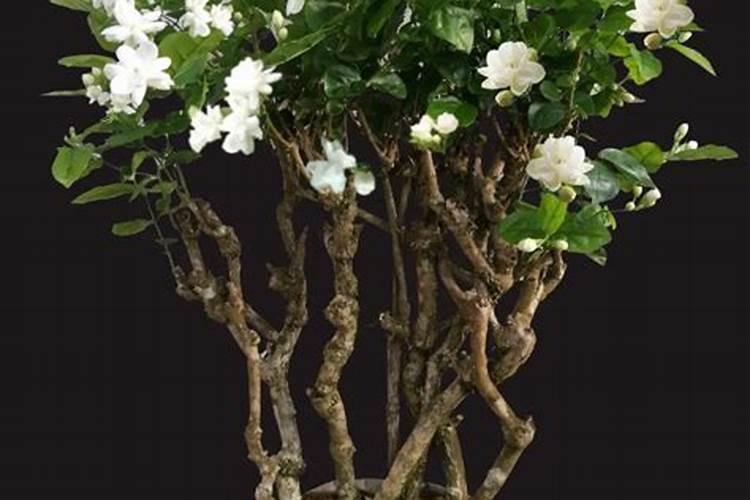 黄芩地用什么除草剂