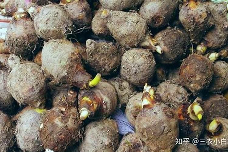 种姜种芋头用什么肥料好